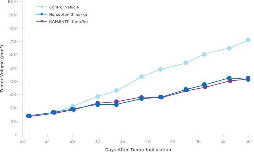 KANJINTI® Nonclinical Data – Antitumor Activity in Breast
Cancer Xenograft Study